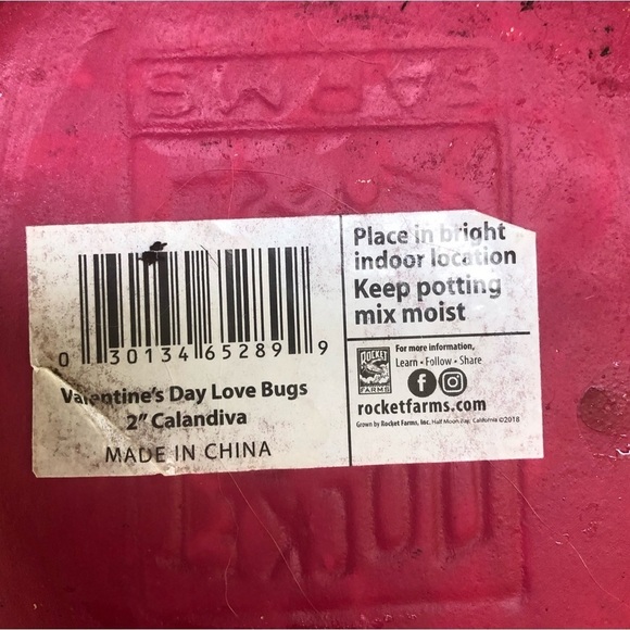 Set of 2 Rocket Farms Lovebugs Ladybugs Mini Planters Pink & Red with Hearts - Picture 7 of 8